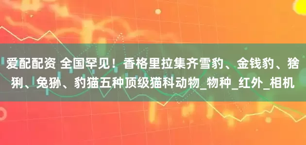 爱配配资 全国罕见！香格里拉集齐雪豹、金钱豹、猞猁、兔狲、豹猫五种顶级猫科动物_物种_红外_相机