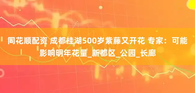 同花顺配资 成都桂湖500岁紫藤又开花 专家：可能影响明年花量_新都区_公园_长廊